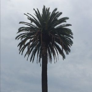 Meet your Posher, Palmetto65